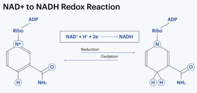 생체이용률이 높은 비타민 B3 활성형   NAD+ 와 NADH의 차이점