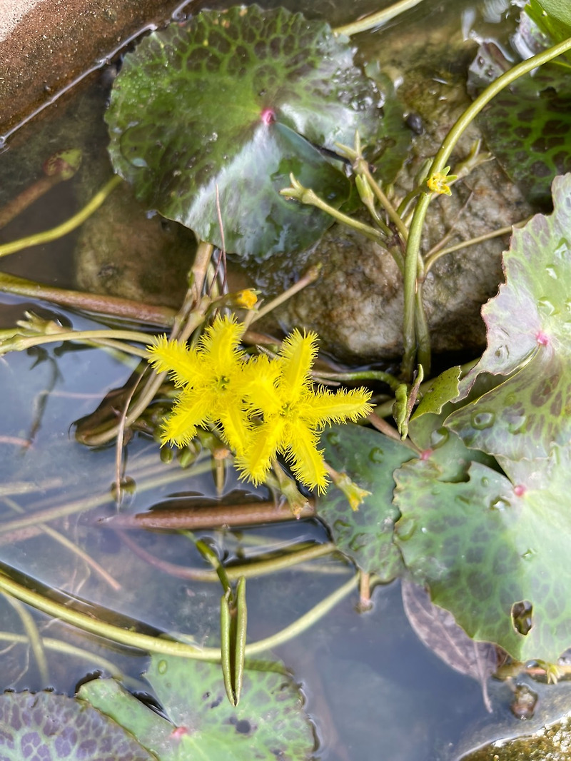초연당 연못 노란어리연꽃 황금어리연