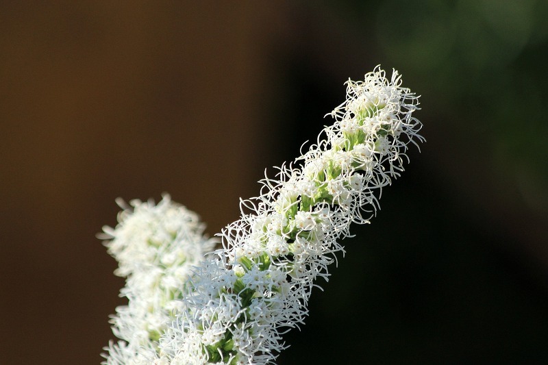 그림같은 아름다움을 가진 꽃, 리아트리스(Liatris spicata)