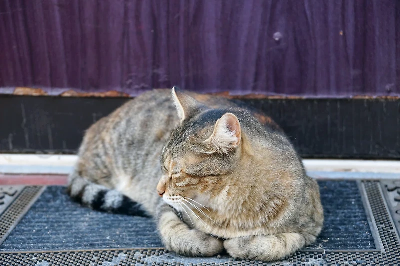 고양이에게서 나타날 수 있는 위험한 증상 신호 12가지