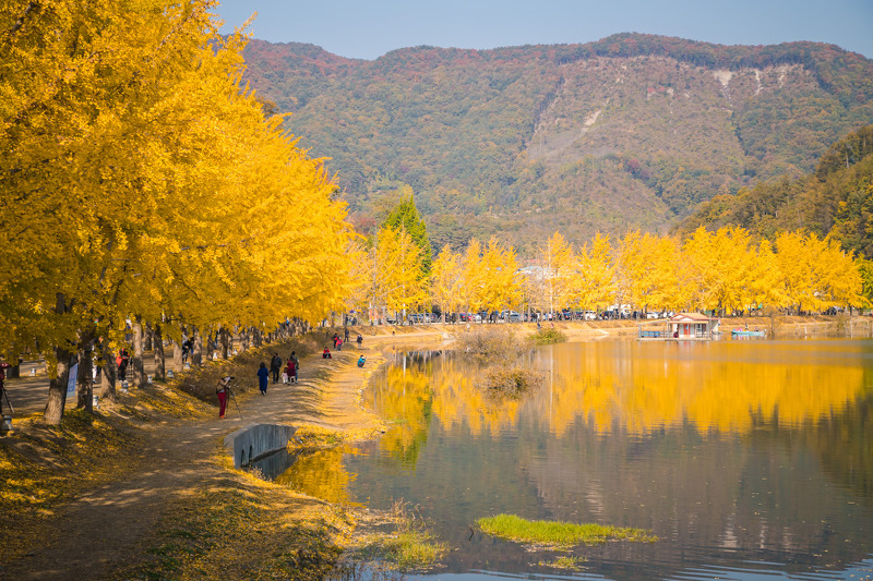 가을 여행지 - 충북 괴산 문광저수지의 아름다운 은행나무길