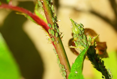 지겨운 진딧물·응애·깍지벌레 제거, 집에서 천연 살충제 만드는 법
