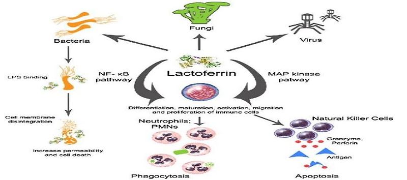 면역력과 항산화 락토페린(Lactoferrin)의 효능 부작용 하루권장량