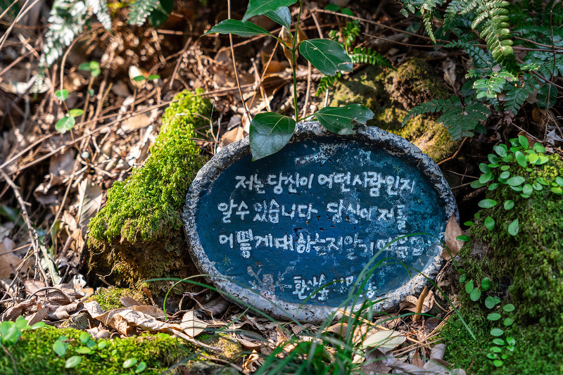 제주 환상숲 곶자왈 공원 - 원시적인 모습을 간직한 신비한 자연생태 공원
