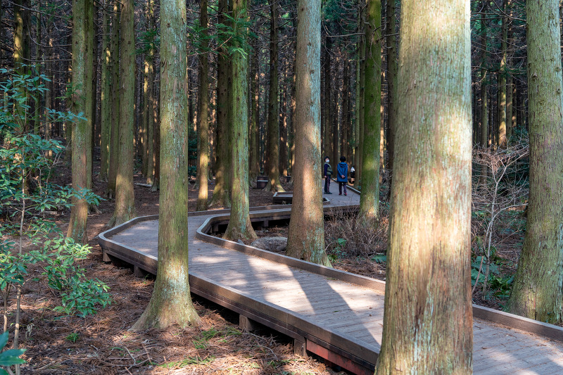 사려니 숲길 - 나무 데크를 따라 걷는 삼나무 숲 무장애나눔길