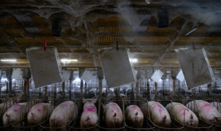[폭로/동물권] 공장: 산업적으로 착취 당하는 돼지