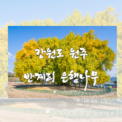 가을에 가볼 만한 곳 - 천연기념물 원주 반계리 은행나무