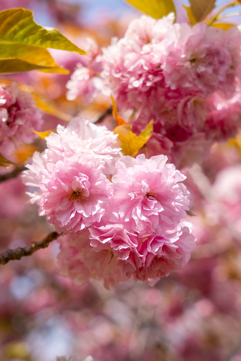 부산 민주공원 겹벚꽃 - 팝콘같은 진한 핑크색 꽃 덩이와 겹벚꽃 터널