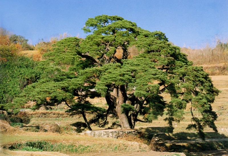 소나무 유래와 소나무의 기원과 역사 소나무 관련 정보