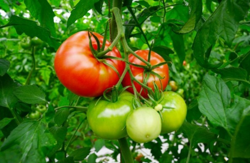 토마토 심는시기,토마토 재배방법