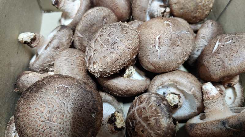 나실향표고농원 문경 나실향 표고버섯으로 만든 표고버섯볶음