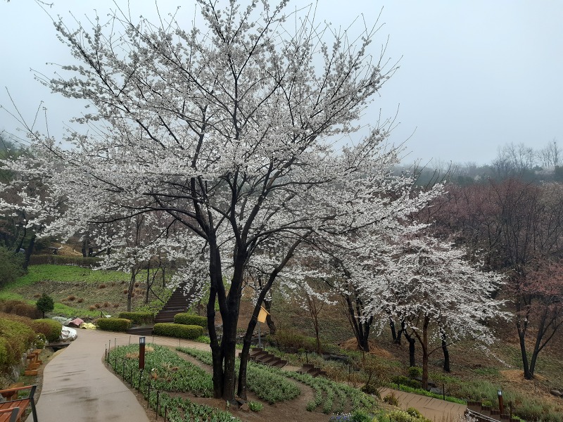 3월말 우리 동네 홍제천 연희숲속 벗꽃