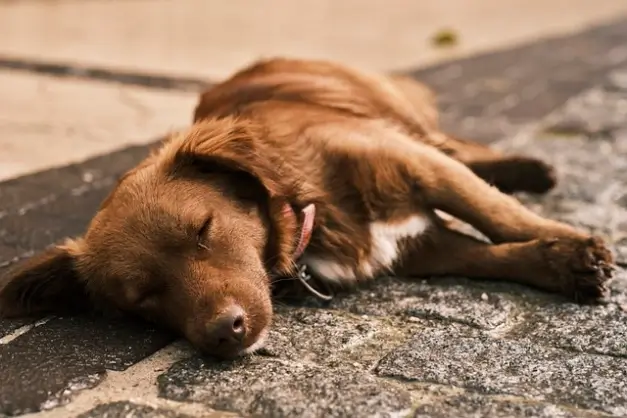 강아지도 꿈을 꾸는 것일까? 5가지 증상과 이유