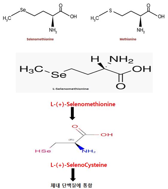 셀레늄 흡수율 높은 형태  L-셀레노메티오닌 효능 부작용 하루권장량