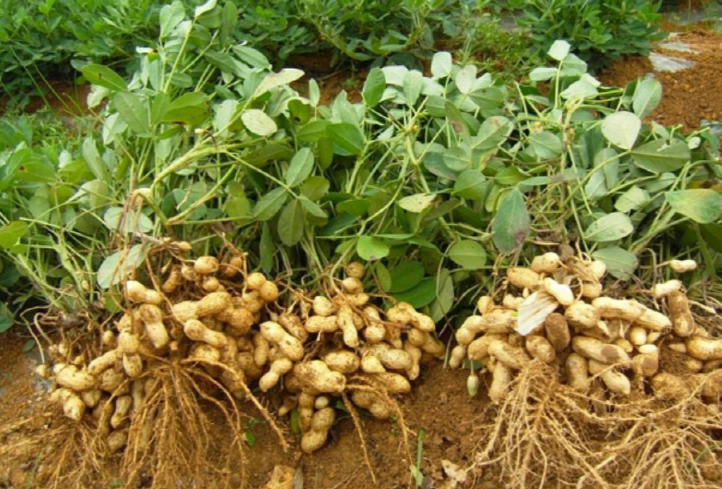 땅콩 파종(심는)시기와 방법,땅콩 재배법