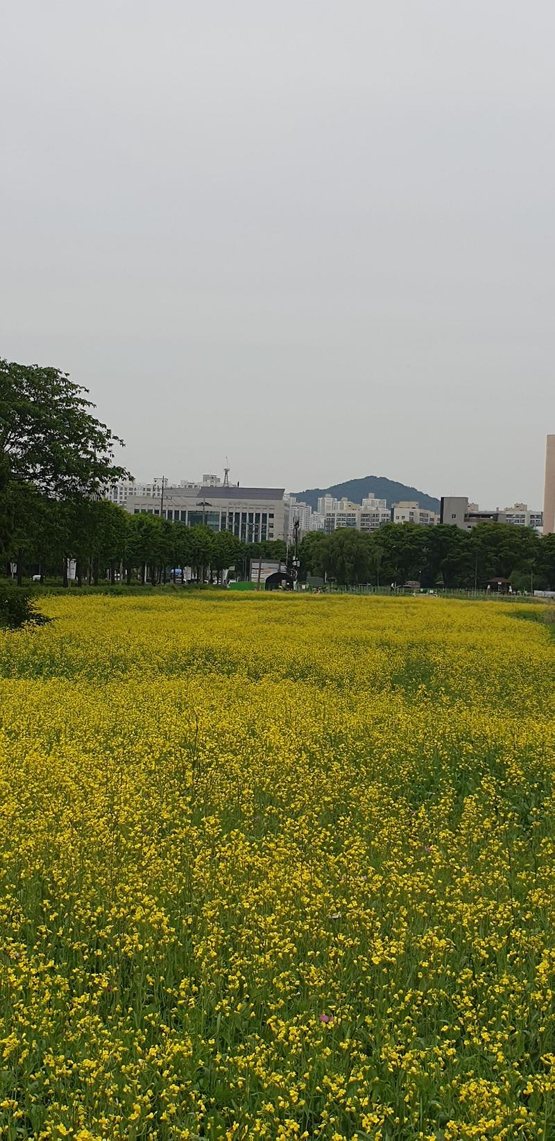 인천 만수동 철지난 노란유채꽃이 도심에 활짝!!!