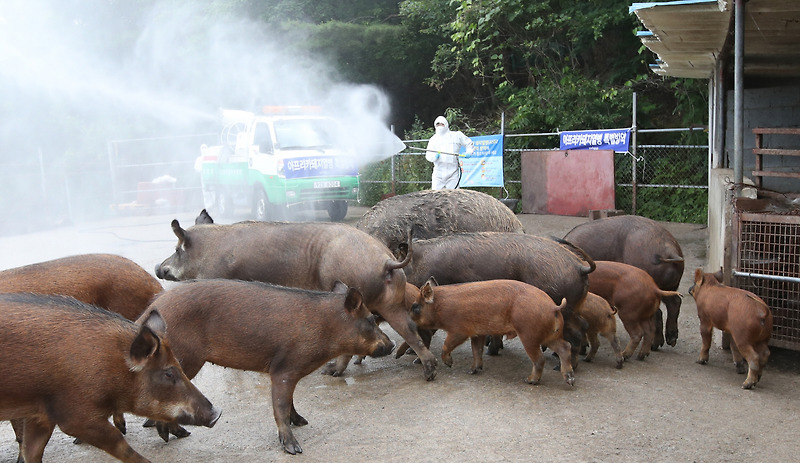 [주간 이슈] ASF(아프리카 돼지열병) 대한민국 상륙, 돼지열병의 역사적 심각성과 대응에 대하여