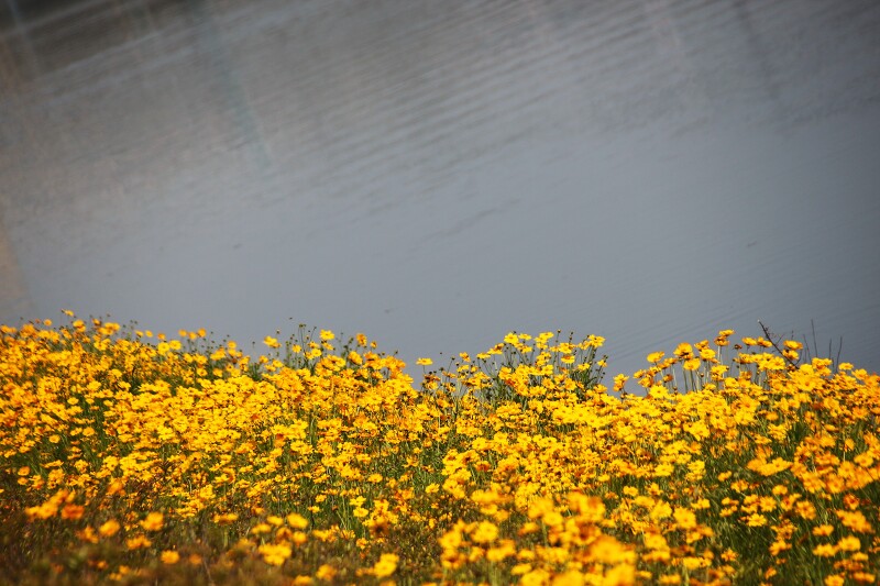 인천 아라뱃길을 노란빛으로 물들인 금계국의 화려한 외출
