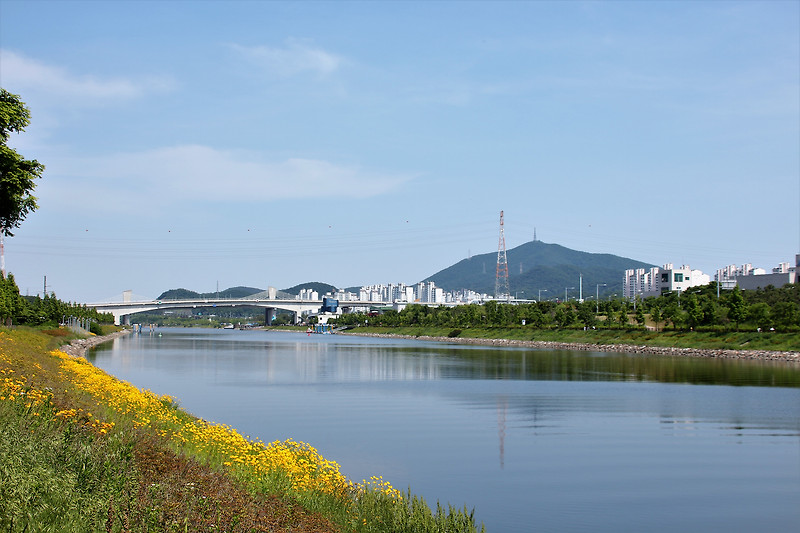 인천 아라뱃길 노란 금계국 배경이 만들어 주는 눈부신 풍경