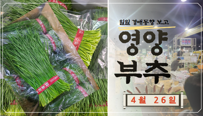 [경매사 일일보고] 4월 26일자 가락시장 영양부추 경매동향을 살펴보겠습니다!