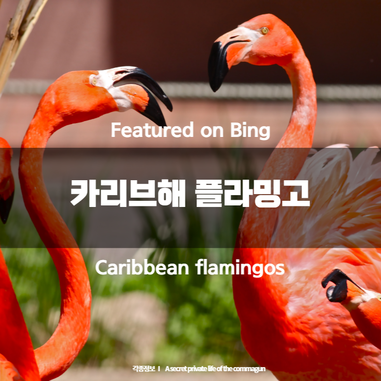 Featured on Bing - 카리브해 플라밍고 Caribbean flamingos