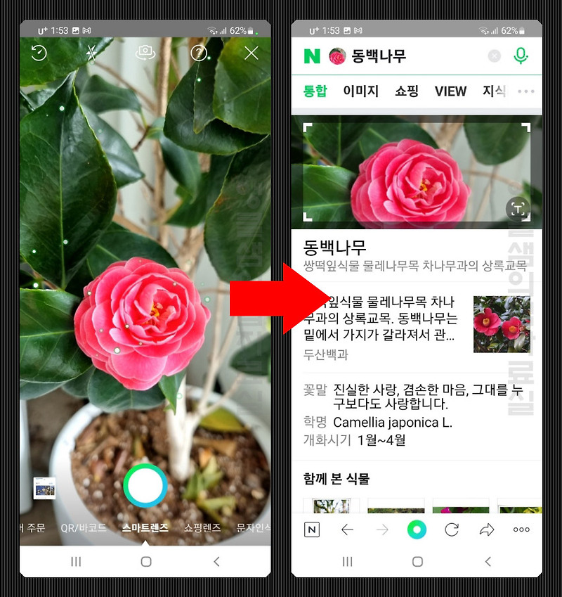 꽃검색 앱 추천: 무료 꽃이름 찾기 어플 TOP3