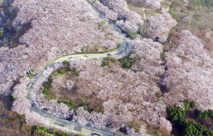 부산 가볼만한곳:  황령산 벚꽃길과 진달래 구경하러 갔습니다~