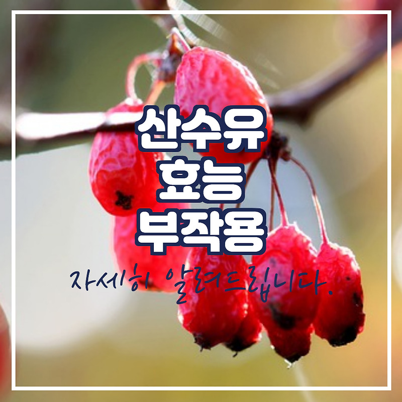 산수유 효능 부작용 먹는 방법