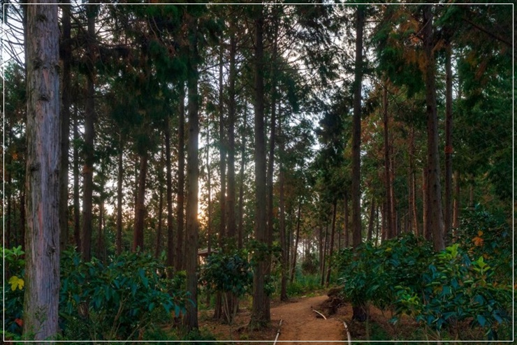 12월 여행 가서 걷기 좋은 숲길 - 보성 활성산성 편백숲