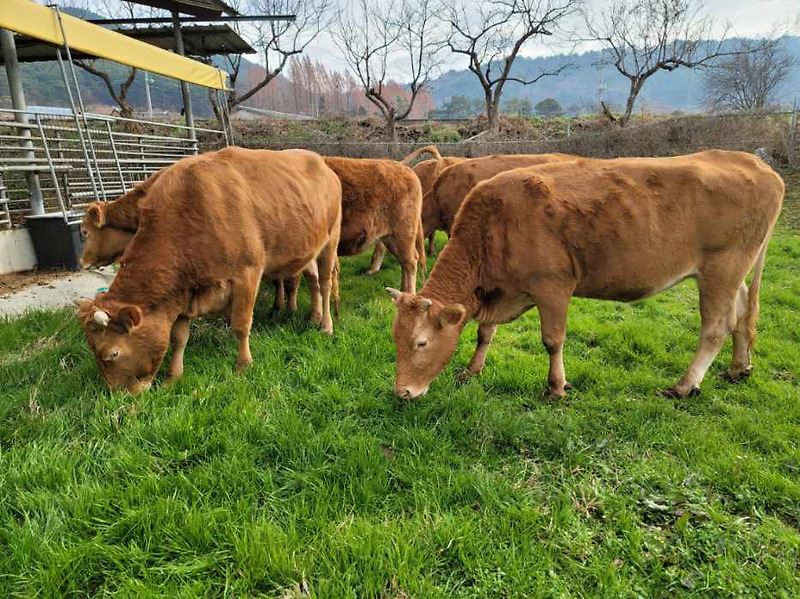 무안군, '동물복지형 녹색축산농장' 지정 농가에 연 200만원 운영자금 지원