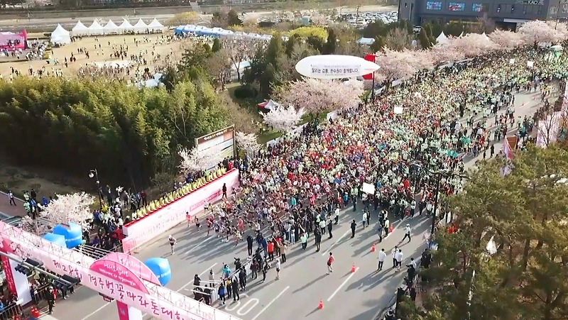 경주 벚꽃 마라톤 대회, 벚꽃 명당, 애견동반 여행