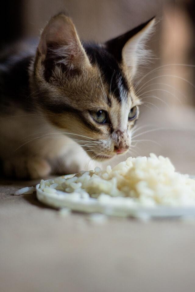 새끼고양이  키우기 -고양이 먹을수 있는 음식