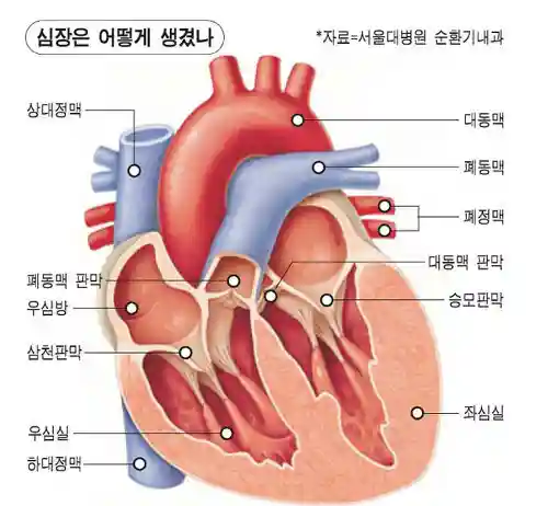 심장병의 종류와 증상, 그리고 진단법