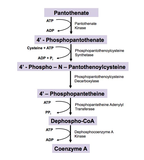 활성형 비타민 B5 판테틴(Pantethine)과 코엔자임 A (Co-enzyme A)