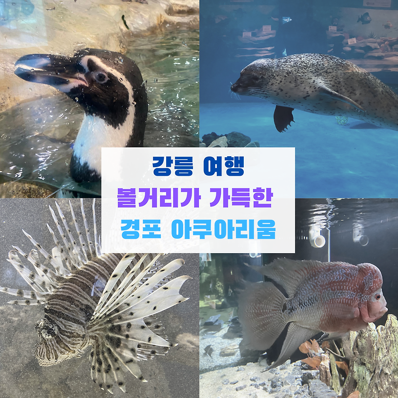강릉 여행, 경포 아쿠아리움 방문후기(할인 정보)