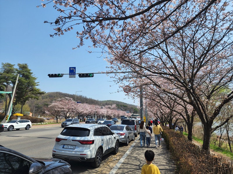 서울 근교 주말 나들이 - 4월 물왕 저수지 벚꽃