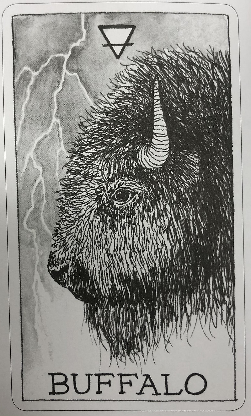 [오라클카드배우기/와일드언노운애니멀스피릿]The Wild Unknown Animal Spirit Buffalo 버팔로 해석 및 의미