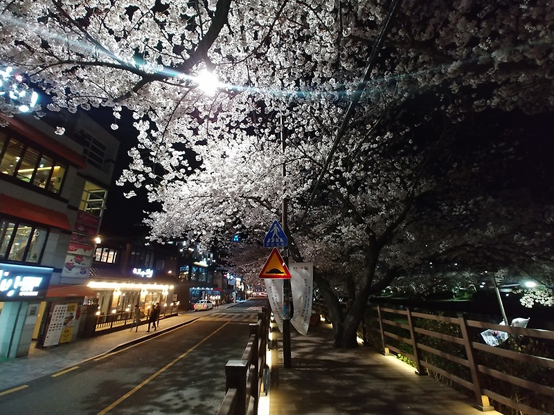 부산 가볼만한곳: 온천천 시민공원 벚꽃 구경