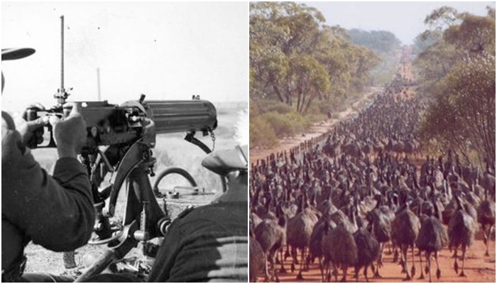 호주 에뮤 전쟁(Emu War), 조류와의 전쟁에서 패배했다.