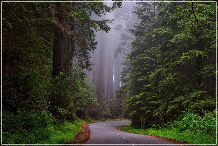 전국에서 손꼽히는 치유의 숲 - 전라도 가볼만한곳 장성 편백나무숲