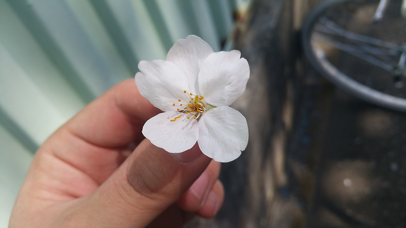 일본 유학 - 벚꽃