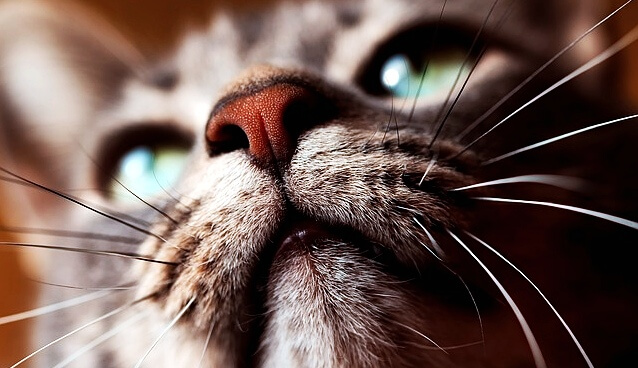 고양이 이갈이 - 입냄새 , 양치질 , 이빨문제