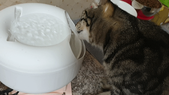 펫 급수기 고양이 급수기 사용후기
