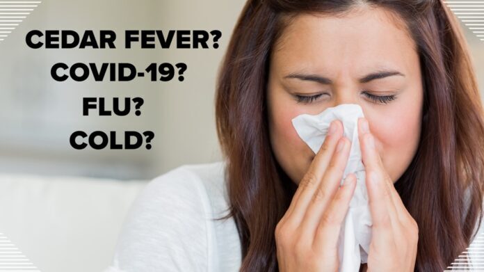 Differences between cedar fever, COVID-19, the flu and a cold