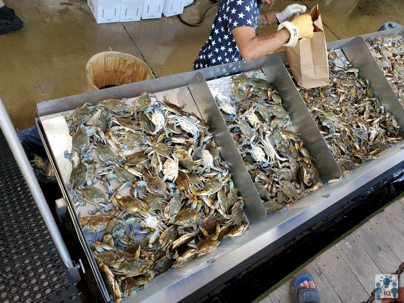 워싱턴디씨 Fish Market에서 구입하는 메릴랜드 블루크랩