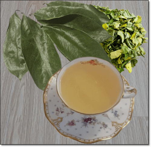 그라비올라(Graviola) 잎 효능 및 활성 성분 먹는 법과 주의점