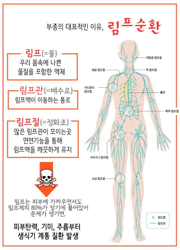 부종의 대표적인 원인, 림프순환