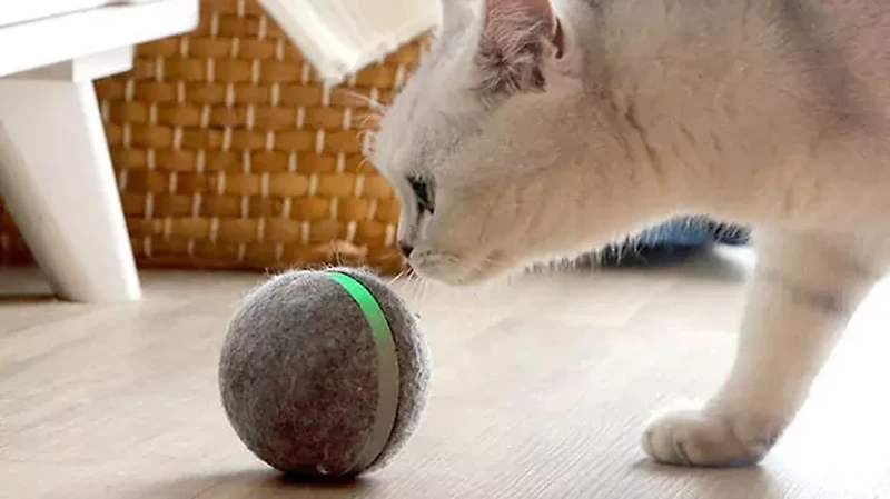심심한 고양이와 함께 놀아줄 똑똑한 장난감 '위키드 볼(Wicked Ball)'