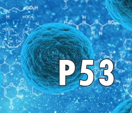 p53 유전자와 암세포자살유도 후코이단