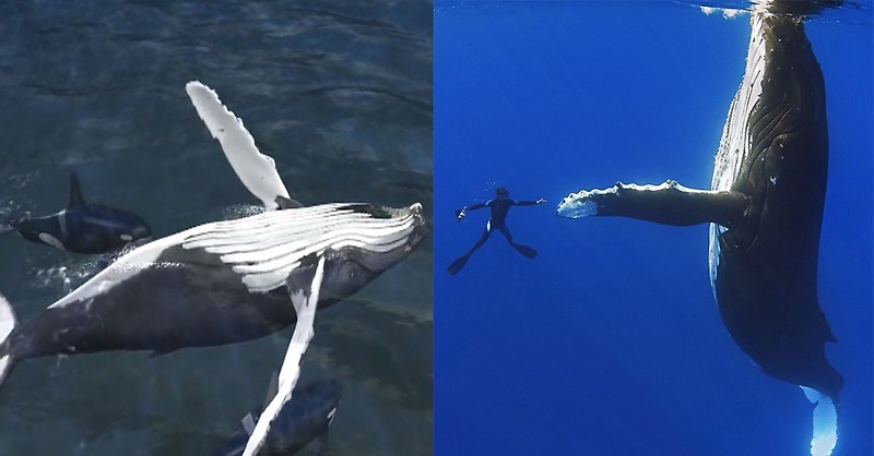 혹등고래가 '바다의 수호자'라고 불리는 진짜 이유